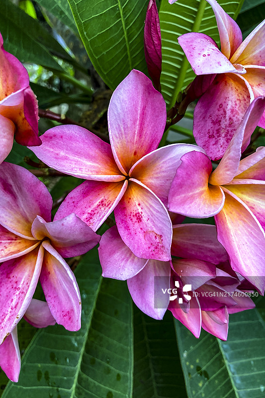 新加坡鸡蛋花图片素材