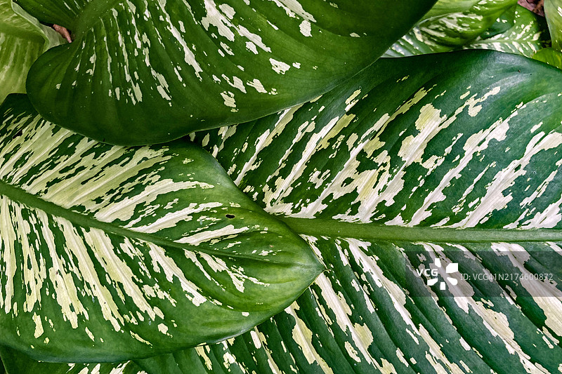 花叶万年青植物图片素材