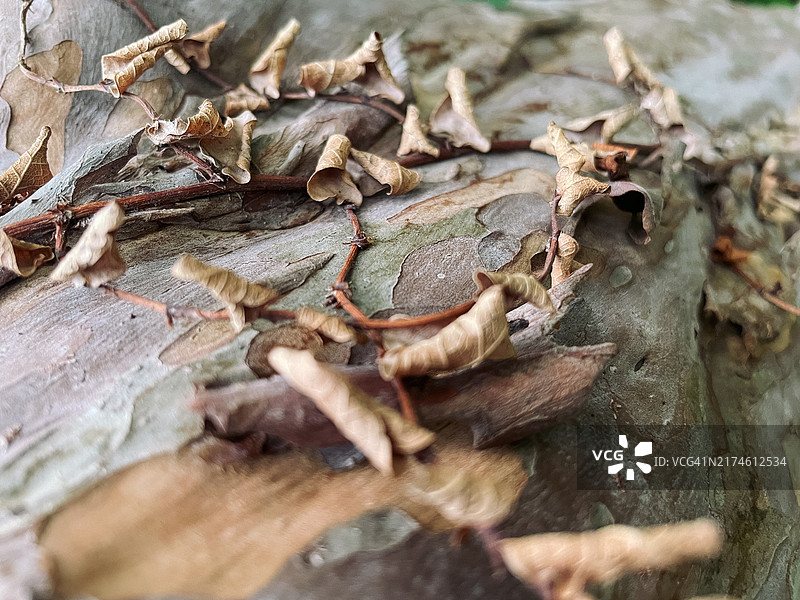 抽象的木纹纹理图片素材