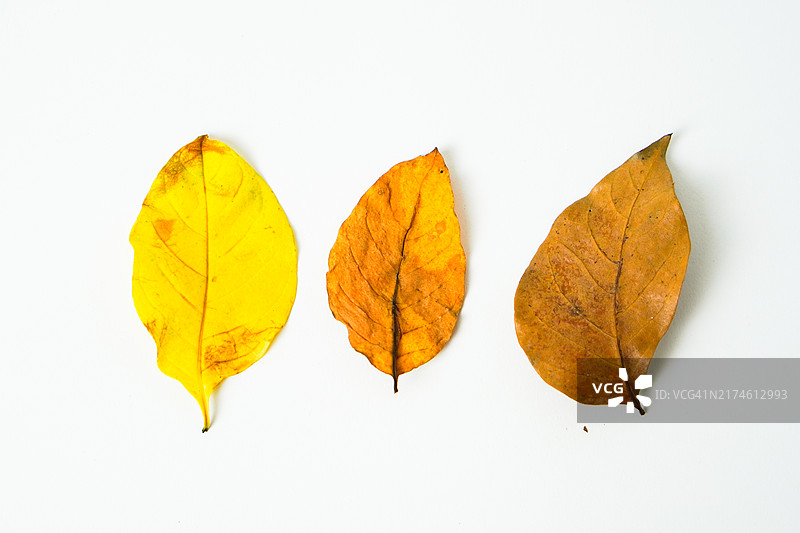 从黄色到棕色的叶子颜色变化图片素材