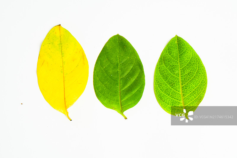从黄色到绿色的叶子颜色变化图片素材