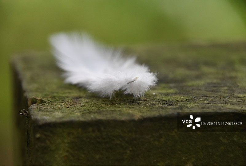 树林中的白色羽毛图片素材