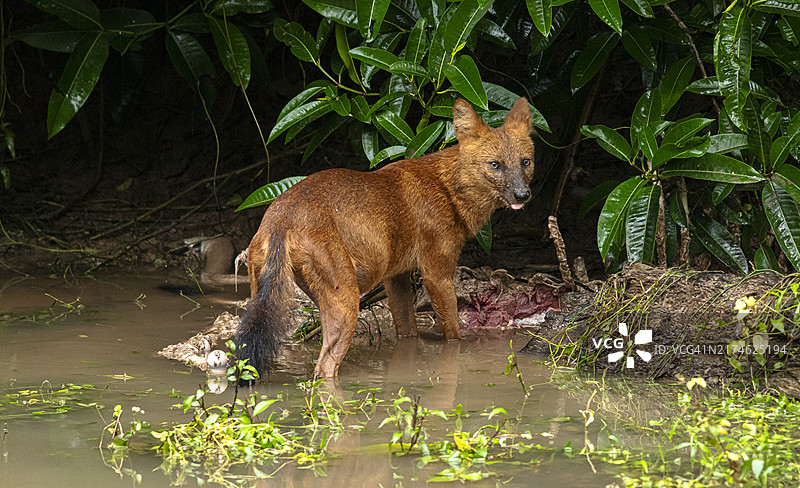 亚洲野犬在自然环境中穿过街道图片素材