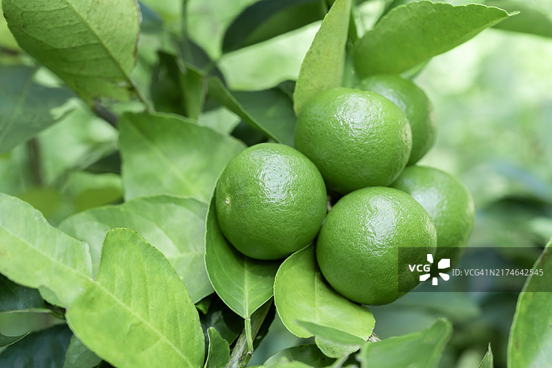 花园树上青柠特写图片素材