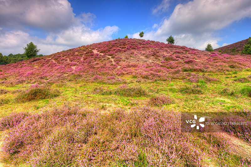 阿纳姆附近Posbank（Herikhuizerveld）上盛开的石楠花图片素材