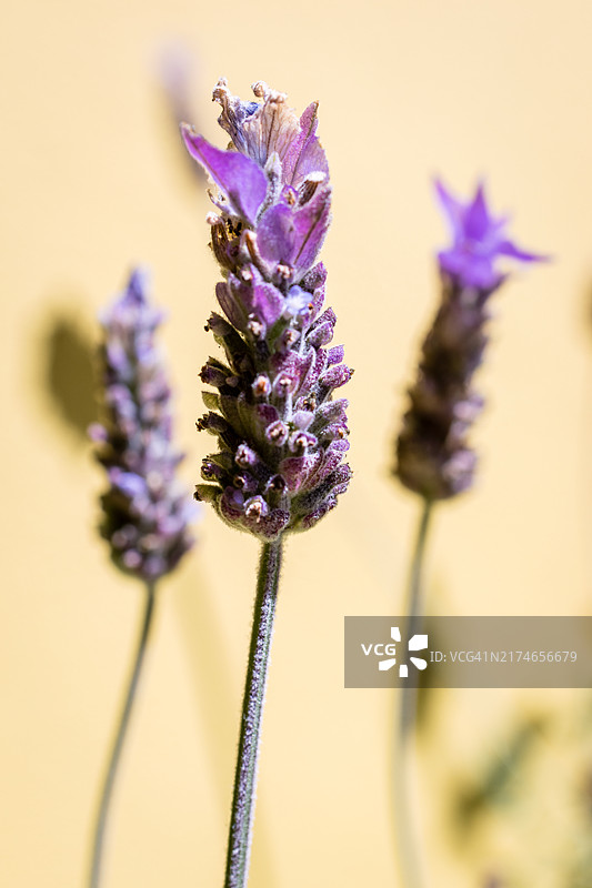 薰衣草花朵特写图片素材