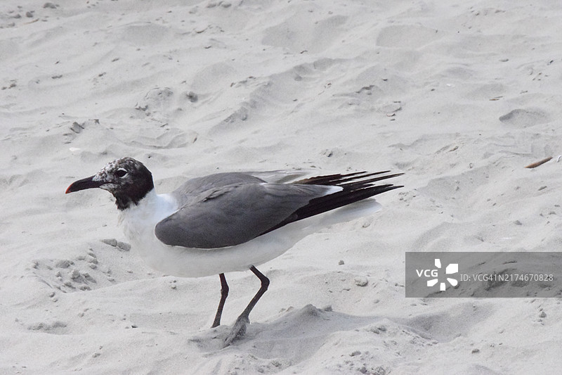 新泽西州阿瓦隆海滩图片素材