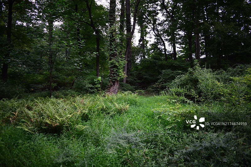 洛克菲勒州立公园保护区图片素材