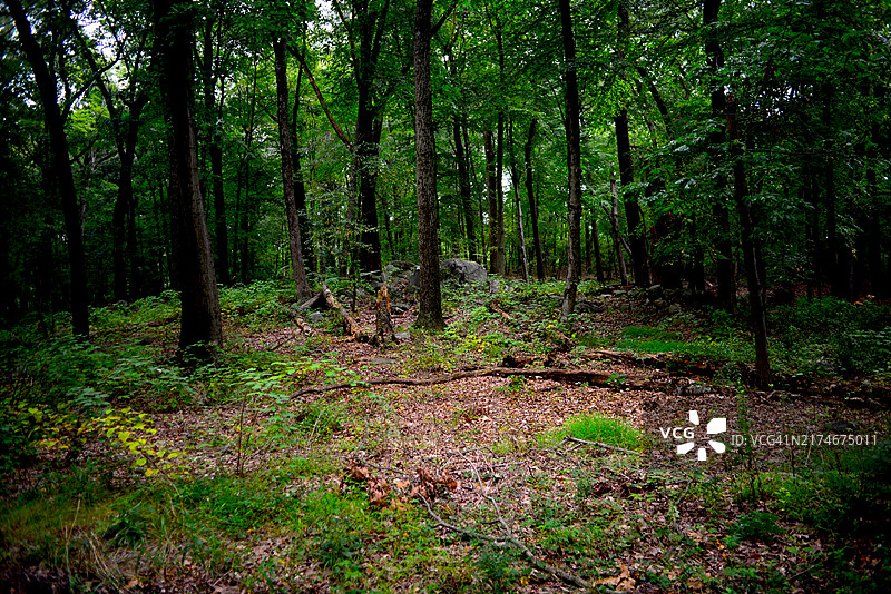 洛克菲勒州立公园保护区图片素材