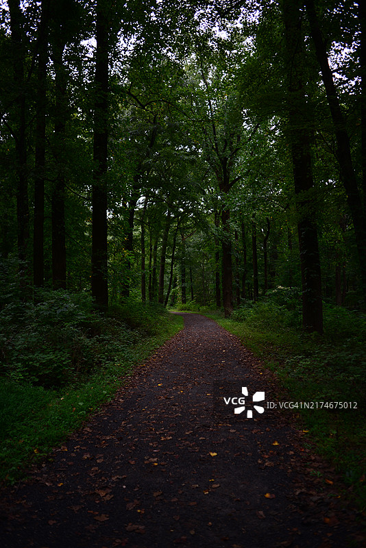 洛克菲勒州立公园保护区图片素材