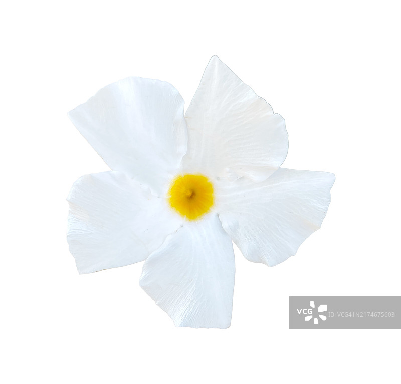 白色双喜藤（Mandevilla Boliviensis），白色背景上图片素材