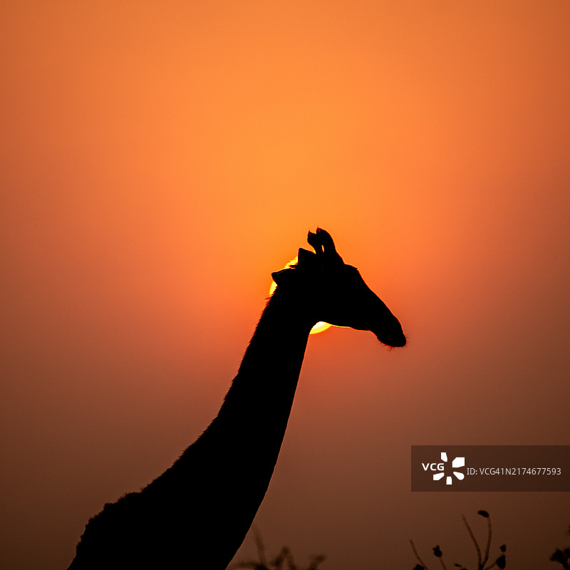 日落下的长颈鹿轮廓图片素材