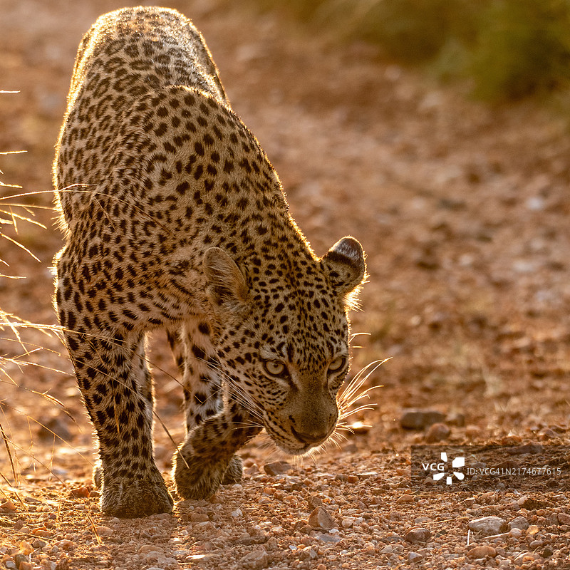 美丽的野生雌豹正在移动图片素材