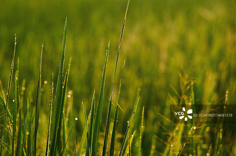 晨光下的露珠稻图片素材