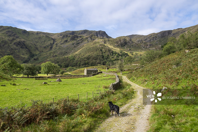 在英国坎布里亚郡多夫代尔小路上的狗图片素材