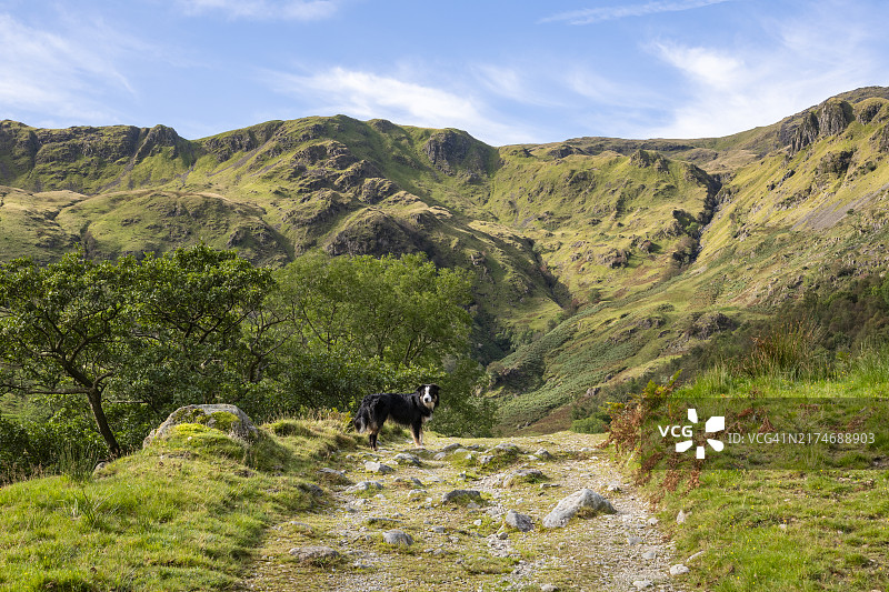 英国坎布里亚郡湖区崎岖景观中的狗图片素材