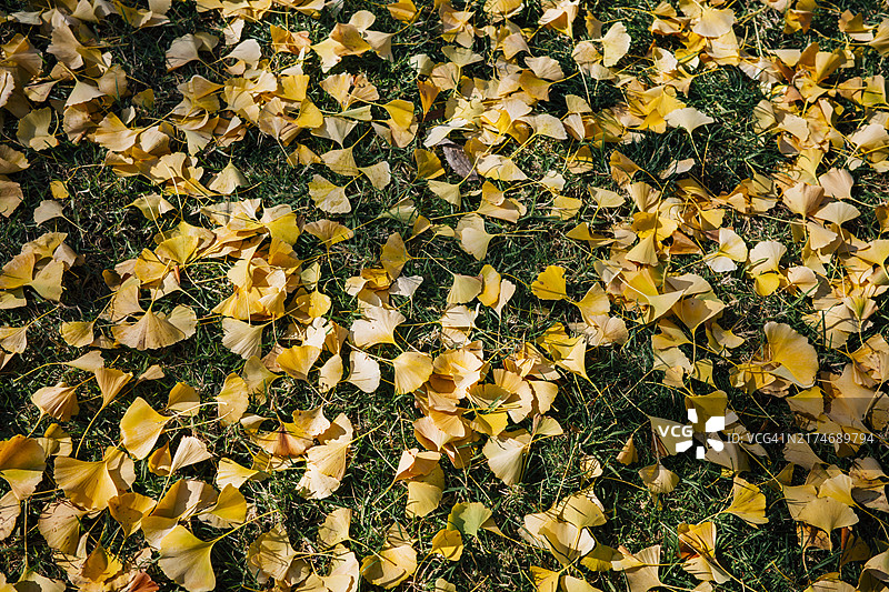 地面上的黄色银杏叶图片素材
