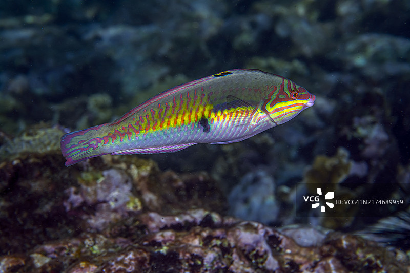 小丑龙图片素材