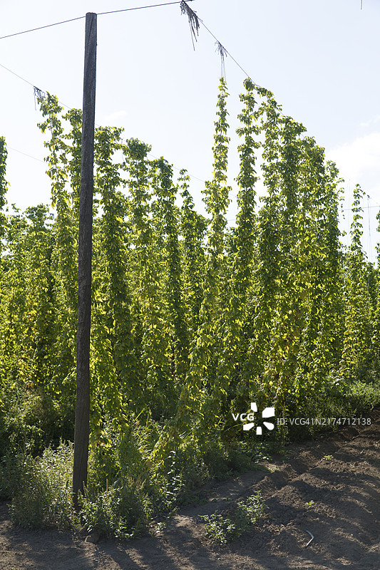 美国俄勒冈州凯泽的啤酒花农场图片素材