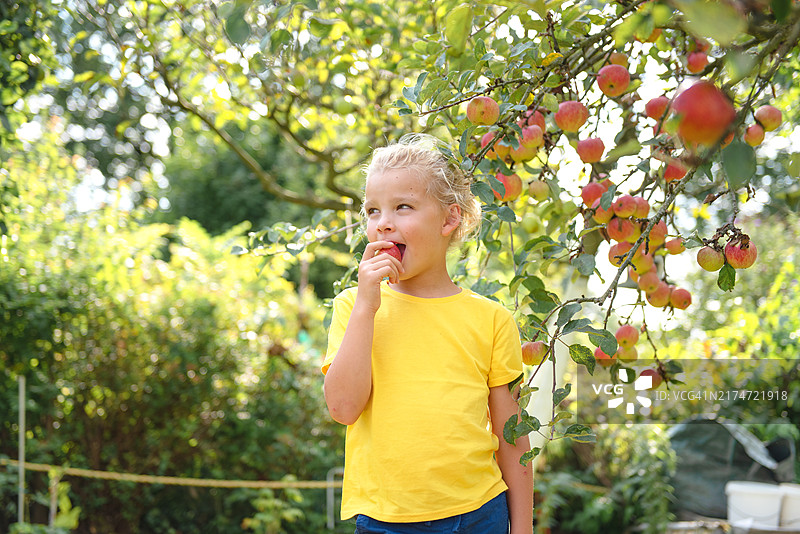 穿黄色T恤的金发男孩手里拿着苹果高兴地咬着图片素材