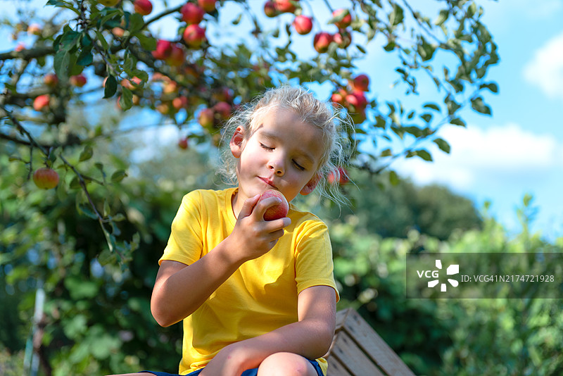 穿黄色T恤的金发男孩手里拿着苹果高兴地咬着图片素材