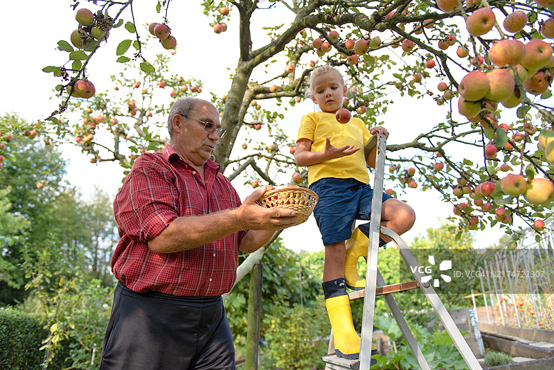 老人和孙辈一起摘苹果图片素材