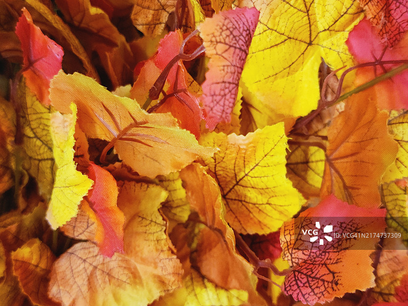 色彩鲜艳的秋叶特写图片素材