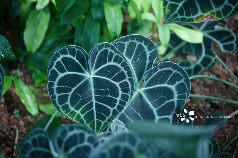 晶状花烛图片素材