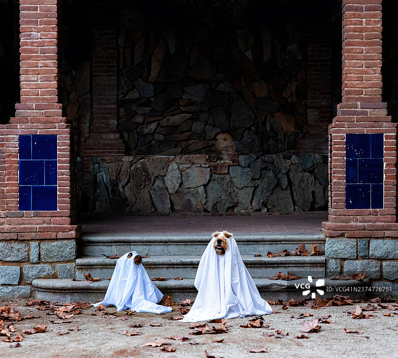 在鬼屋里庆祝万圣节的幽灵装扮的有趣狗狗情侣图片素材