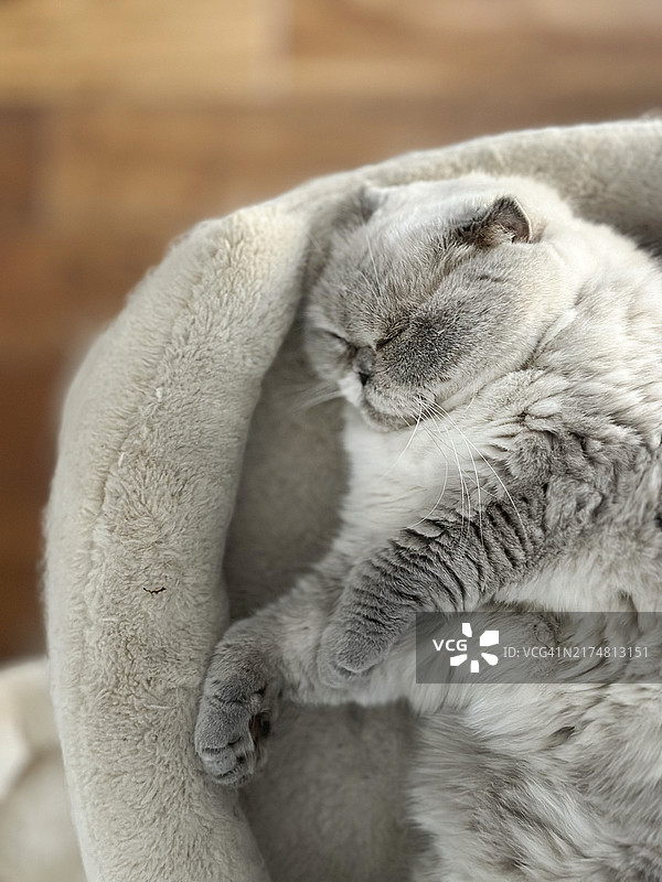 俯视视角：苏格兰折耳猫在枕头上睡觉图片素材