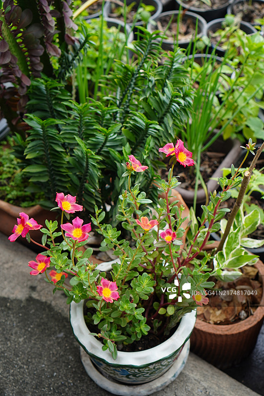 常见马齿苋图片素材