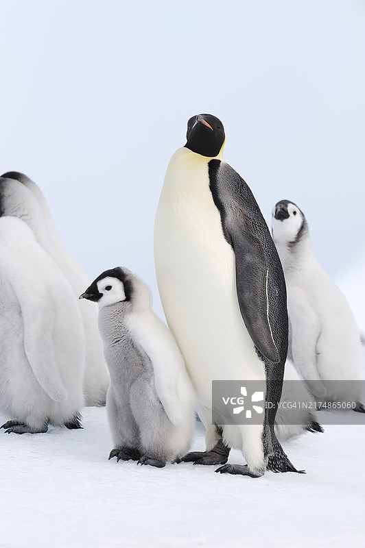 南极洲威德尔海雪丘岛上的帝企鹅幼崽和成年企鹅图片素材