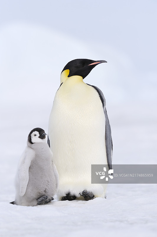 帝企鹅（Aptenodytes forsteri）与幼崽，南极洲威德尔海斯诺希尔岛图片素材