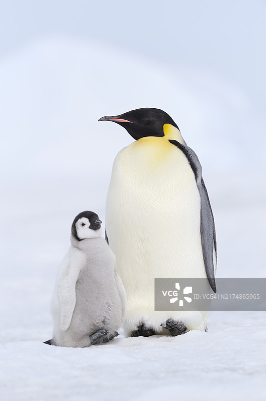 帝企鹅（Aptenodytes forsteri）与幼崽，南极洲威德尔海斯诺希尔岛图片素材