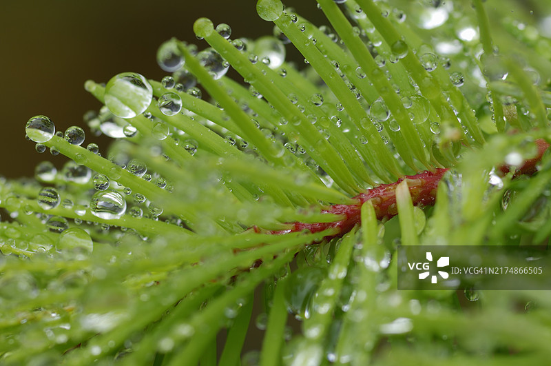 针叶树枝上的雨滴图片素材