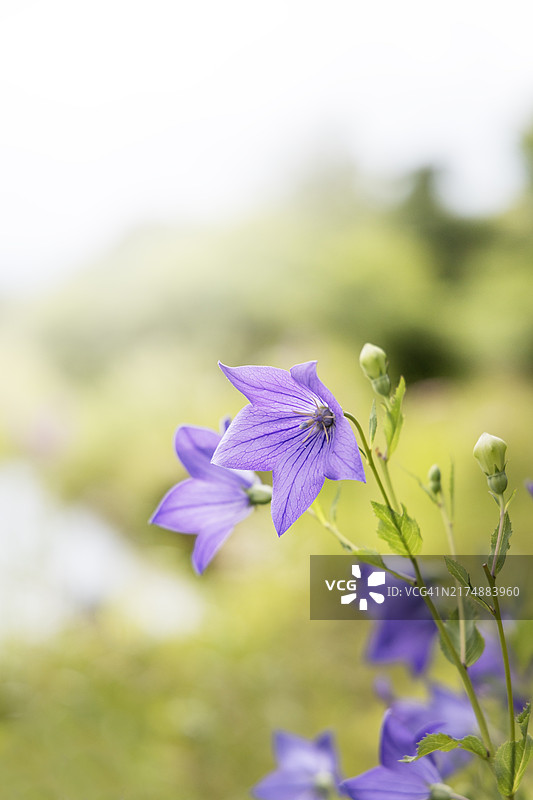 紫色风铃草特写图片素材