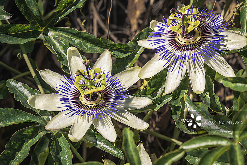 热情花图片素材