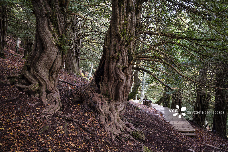 托桑德的特赫达百年紫杉：卡里奥内斯山脉丰特斯天然公园，帕伦西亚，西班牙图片素材