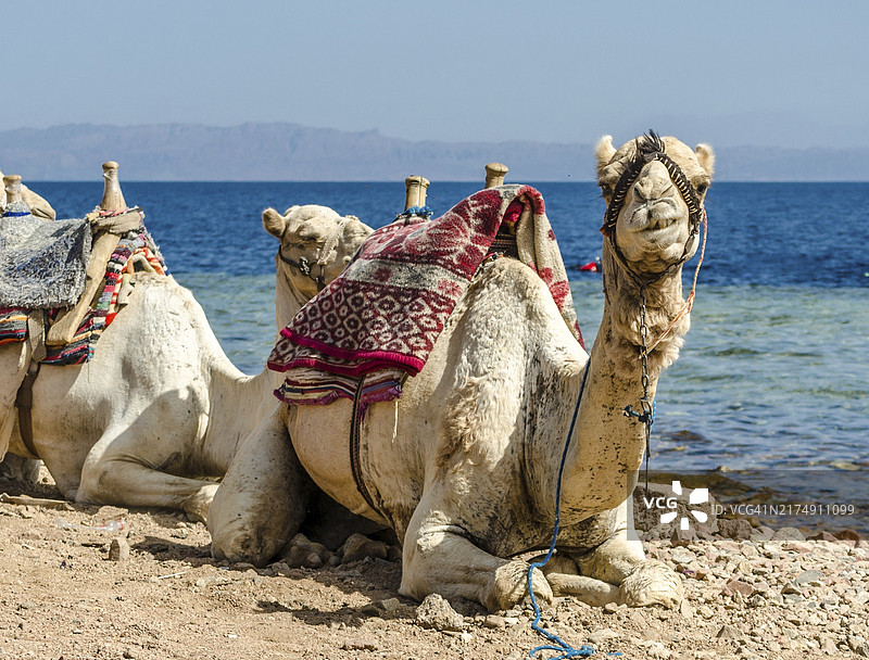 埃及达哈卜西奈半岛海边的骆驼图片素材