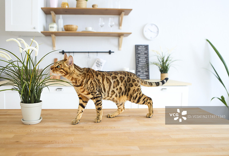 孟加拉猫与白色厨房台面上的植物图片素材