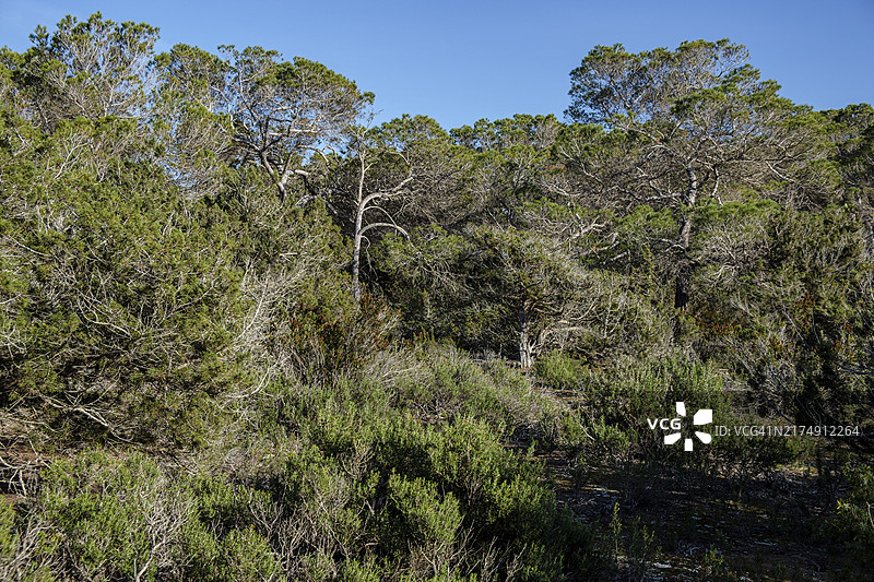 Can Marroig公共庄园，福门特拉岛，皮蒂乌萨斯群岛，巴利阿里群岛，西班牙，欧洲图片素材