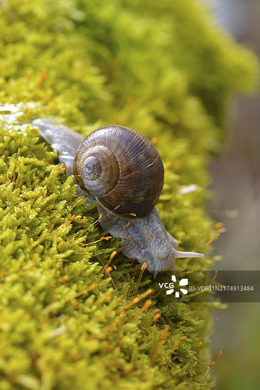 森林中的勃艮第蜗牛图片素材