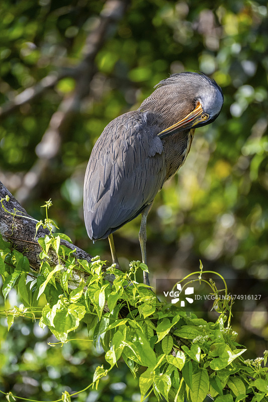 在哥斯达黎加托尔图格罗国家公园树上的裸喉虎鹭图片素材