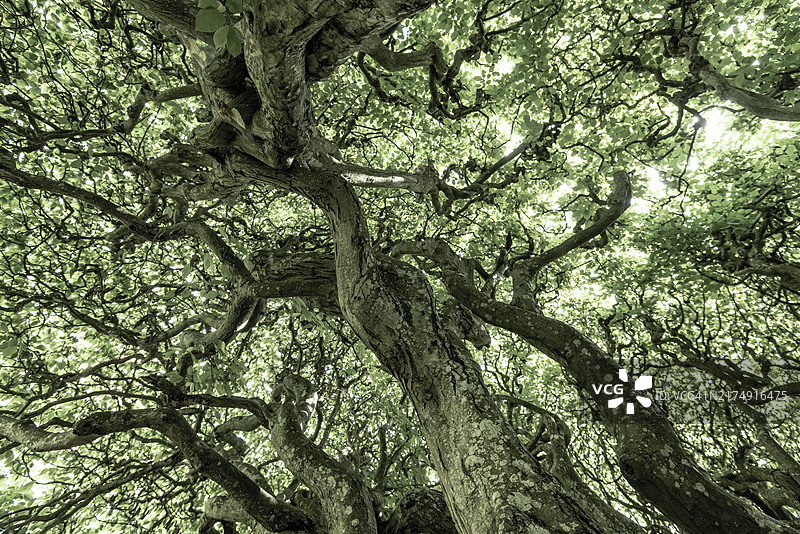 树木内部景观，树枝弯曲密集图片素材