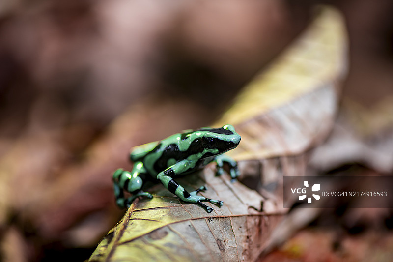 金色箭毒蛙，摄于哥斯达黎加埃雷迪亚省图片素材