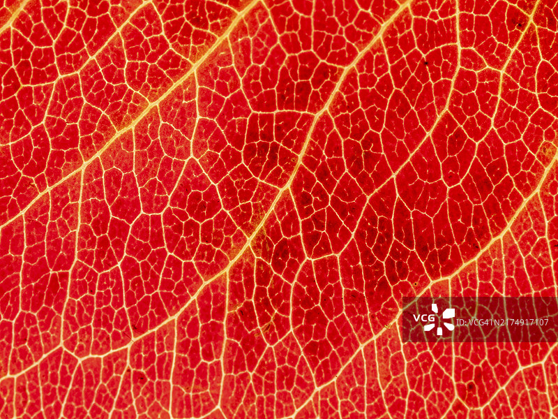 各色半透明秋叶的底部、叶脉和叶细胞图片素材