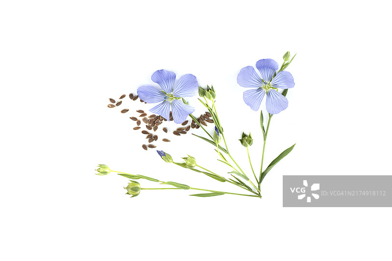 亚麻开花的茎、亚麻籽和亚麻果实圆形胶囊，与白色背景隔离。亚麻或普通亚麻图片素材