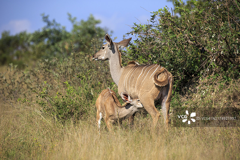 南非克鲁格国家公园里给小牛犊喂奶的非洲大羚羊图片素材