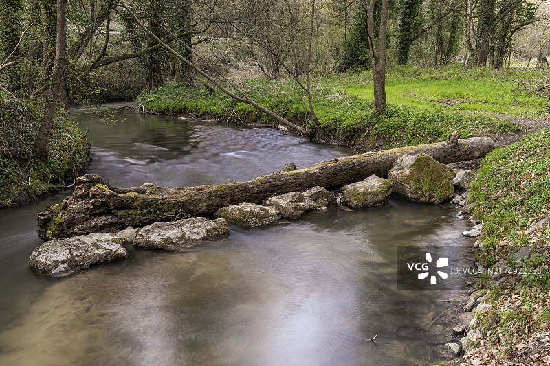 德国北莱茵-威斯特法伦州拉廷根附近安格巴赫的树干图片素材