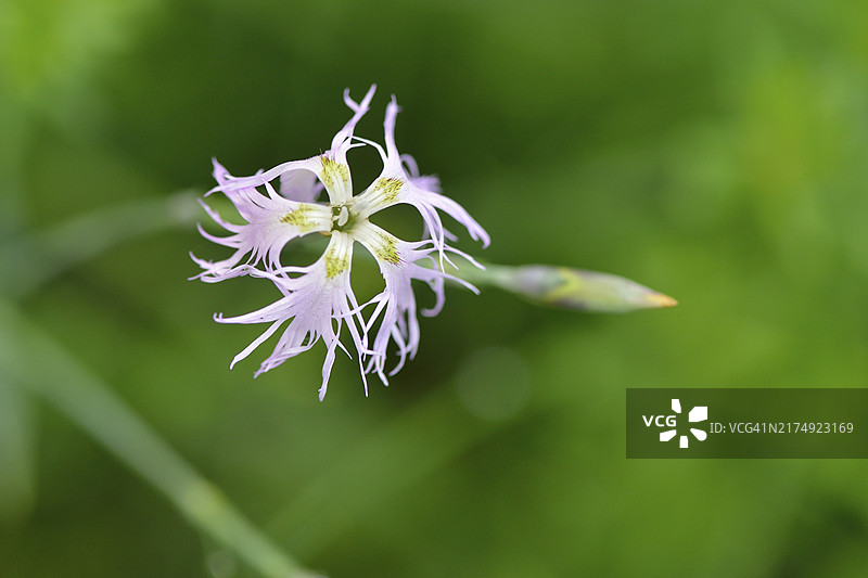 须苞石竹（Dianthus superbus）。须苞石竹（Dianthus superbus）花图片素材